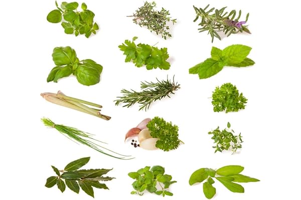 Mélange d'herbes (herbes culinaires) - 14 types - ~1600 ++ graines - triées par type -