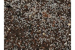 Feeders & More - Tropische Springschwänze lebend 1x 500 ml Dose – Futterinsekten für Reptilien, Amphibien & Invertebraten – ideal als Lebendfutter oder Zuchtansatz – Deutschland, geschmacklos