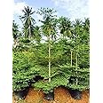 OhhSome Terminalia Mentalis Chinese Mantaly (Best Shade & Ornamental Tree) Green(1 Plant)