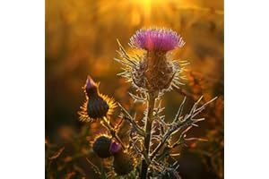 150 semillas de cardo de campo (Cirsium arvense) - SemiSauvage Permaculture