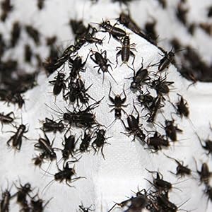 Großpackung Mittelmeergrillen klein - Futterinsekten, Inhalt ca.1000 Stück