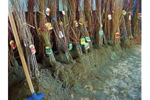 VIVAIO SANTABERNADETTA Castagna Castagno Pianta a radice nuda di Castagne - 1 Pianta