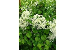 PLANTENWELT WIESMOOR Kletterhortensie Hydrangea petiolaris 60-80 cm hoch im 3 Liter Pflanzcontainer