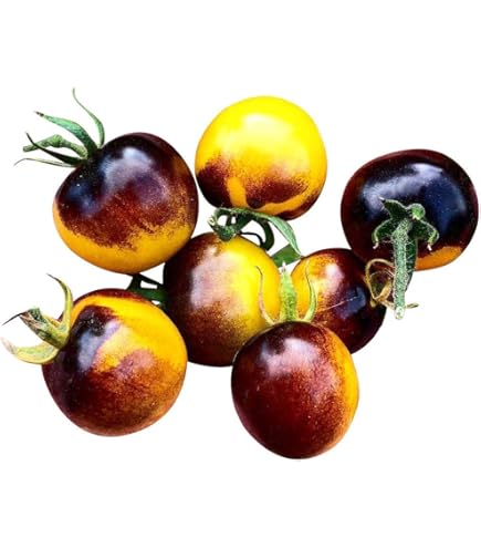 Tuin De Bruijn® Zaden - Tomaat Vitador F1  Trostomaat  - Ca. 25 Zaden Heerlijk Zoete Tomaat Rijke Oogst