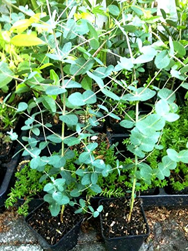 Future Exotics Eucalyptus Perriniana Eukalyptus Pflanze winterhart - 3