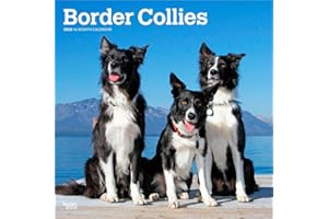 Border Collies 2026 – 16-Monatskalender: Original BrownTrout-Kalender [Mehrsprachig] [Kalender] (Wall-Kalender)