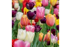 acquaverde | 100 Bulbi di Tulipano Triumph Mix, Tulipani di Premium Prima scelta Olandesi, Fiori Multicolore Profumati per Giardino, Vaso, Fioriera e Aiuola - Pezzatura 10/11