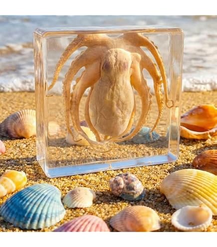 Large 4.3 Real Black Scorpion In Crystal Clear Lucite Resin Specimen Preserved Animal Insect Taxidermy Paperweight Crafts Collection Biology Science Edu Large 4.3 Real Black Scorpion In Crystal Clear Lucite Resin Specimen Preserved Animal Insect Taxidermy Paperweight Crafts Collection Biology Science Edu