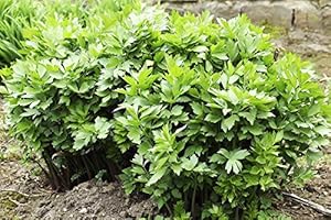 PAGANO DOMENICO E FIGLI SEMENTI DAL 1954 LEVISTICO O SEDANO DI MONTE NR.100 SEMI