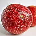 M-Tech Gardens Passion Fruit (" Indonesian Red, Hybrid) Exotic 1 Live Fruit Plant