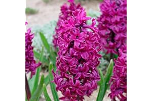 SCHONE 3 x Hyacinthus orientalis Woodstock - Beauty & Fragrance - Violet Blooms - Truly Unique Variety - for Your Beautiful Garden