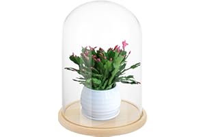 LOPYXBR Glass Domes for Display, 30cm/11.8Inch Tall Glass Dome with Wooden Base, Clear Glasses Bell Jar Diameter 20cm/7.8inch, Glasses Cloche for Display Case for Flower, Collection, Toy