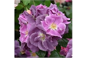 Rose Bare Root 'Vielchenblau' Rambling Rose. Purple Scented Blooms. Nearly Thornless by Growtanical®
