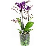 Orchidee von Botanicly – Schmetterlingsorchidee lila – Höhe: 40 cm, 3 Triebe, lila Blüten – Phalaenopsis multiflora Little Pu