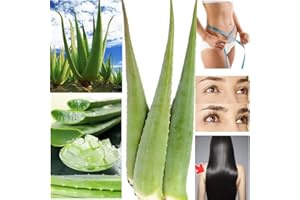 NATURPASSION Aloe vera fresca - 3 hojas de aloe vera ecológica recién cortada
