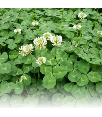 1 Kg Samen Weiklee Trifolium repens Bienen Nektar Schmetterlings Pflanze :  Amazon.de: Garten