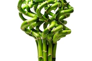 GARDENERSDREAM 5 x Lucky Bamboo 50cm Spiral Stems for Indoor Plant Pot Garden Windowsill Bowl
