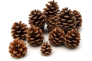 NaDeco Tannenzapfen 1kg, 50 Stk, 5-6cm, Weihnachtsdeko Adventskranz Tannen Zapfen Kiefernzapfen Schwarzkiefern, Naturdeko Deko Dekoration Weihnachten Advent Christmas Gesteck Tannendeko Weihnachtsbaum