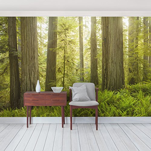 Vliestapete Premium – Redwood State Park Waldblick – Fototapete Breit Vlies Tapete Wandtapete Wandbild Foto 3D Fototapete, Größe HxB: 320cm x 480cm - 2