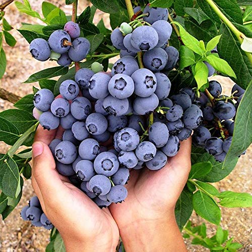 Kisshes Seedhouse - 50pcs Bio Rare Myrtille 'Giant Patriot' Bleu plante vivace graines plant fruitier jardin Résistant au froid juteuse savoureuse sucrée