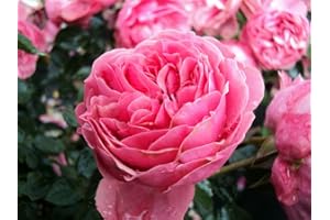 GARTENCENTER BARTELS Beetrose Leonardo da Vinci ® Containerrosen im großen 7,5 Liter Topf