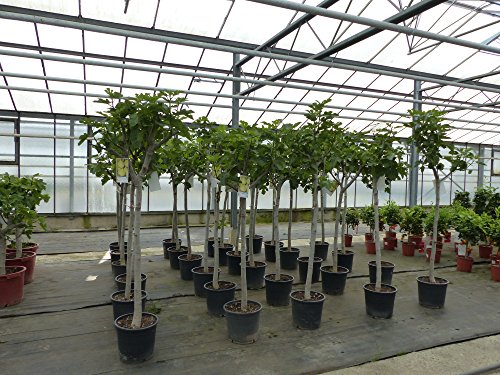 Feigenbaum Stamm 10-15 cm, Ficus Carica winterhart 160-180 cm - 5