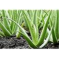 RUKDA® Rajasthani Aloe Vera Live Baby Plant | Indoor Outdoor and Balcony Medicinal Plant Skin Gel Aloe Vera Live Healthy Plant (1 Per Packet)
