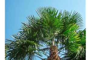 „Mediterrano Palmendünger für Außen – Hochwirksamer Spezialdünger für Gartenpalmen – Fördert kräftiges Wachstum, gesunde Wurzeln & sattes Grün – Spezialdünger für alle Freiland-Palmen“