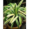 Mphmi Seedless Plant Indoor Plants Varigated Rhapis Excelsa (Variegated Lady Palm)