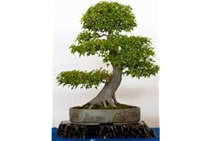 RP Seeds Acer buergerianum (Trident Maple) - 20 Seeds