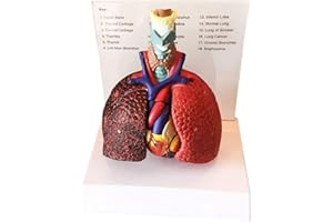 LJXiioo Anatomisches Kehlkopf-Herz-Lungen-Lungenmodell - Modell der menschlichen Anatomie - Medizinisches Unterrichtsmodell Unterrichtsmodell