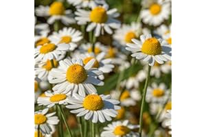 SGARAVATTI 8000 SEMI PROFESSIONALI CAMOMILLA SEMI PIANTA AROMATICA