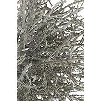 Amazon.de: Nova-Nature knstlicher Calocephalus (Silberkrbchen) Farbe:  grau (2 Stck)