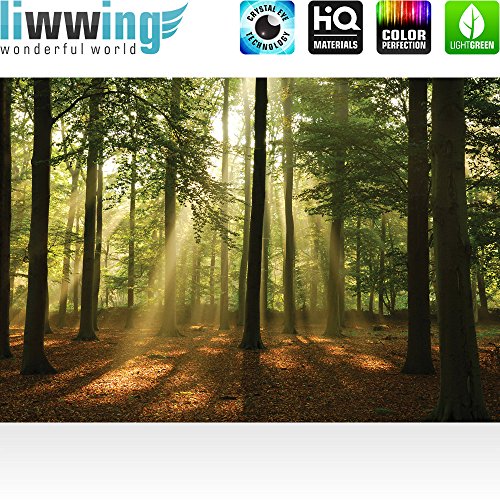 Vlies Fototapete 416x254cm PREMIUM PLUS Wand Foto Tapete Wand Bild Vliestapete – Wald Tapete Laubbaum Laubwald Sonne Sonnenstrahlen bunt – no. 3287 - 2