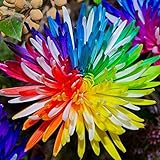 Immergrüne büsche Immergrüne büsche