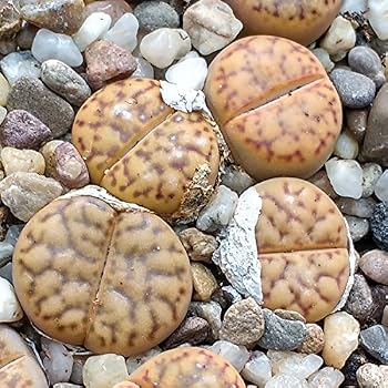 Lithops – Lebende Steine, Mehrere Pflanzen Im 8,5-cm-Topf | Sukkulente Für Anfänger, Pflegeleicht & Dekorativ