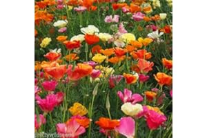 PRETTY WILD SEEDS California Californian Poppy Mix - Escholtzia californica - 8,000 Seeds 10g Fresh Seeds Annual Flower