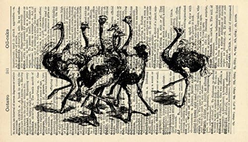 Ostriches Art Print - Bird Art Print - Vintage Art Print - Vintage Dictionary Art Print - Animal Wall Art - Wildlife Artwork - Gift - Nature Illustration - Wall Hanging - Book Print 690B
