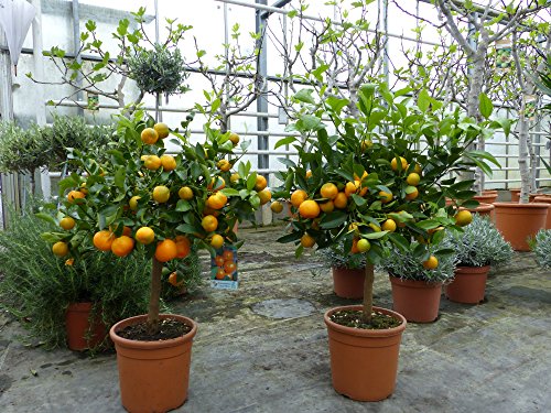 Calamondin Orangenbaum Citrus 75 – 90 cm Zitruspflanze - 4