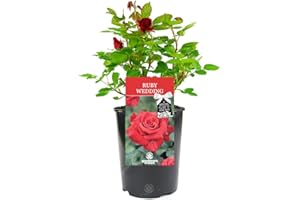 GARDENERSDREAM Ruby Wedding Rose - 40th Wedding Anniversary - Help Celebrate a Special Couple's Ruby Anniversary with a Unique Living Plant Gift