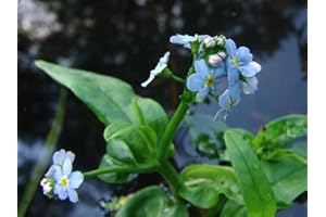 PondPlantsUK Myosotis scorpioides (Water Forget-me-not or Myosotis Palustris)-None-9 cm
