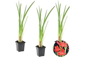 Lis Rouge Cafre - Schizostylis 'Coccinea' 3x - Plante de bassin et pot de pépinière ⌀9 cm - 15 cm