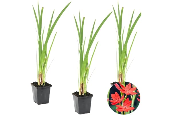 Bloomique - Lot de 3 - Schizostylis Coccinea - Lys des Cafres rouge - Glaïeul des marais - Plantes de bassin - Plantes aquatiques - Rustique - Hauteur 10-20 cm - Pot 9 cm