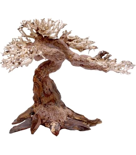 Avis Clients | Dennerle Nano Catappa Bark, Corteccia Di Mandorlo Indiano Per Manutenzione E Decorazione Av 15411 - Foto 12