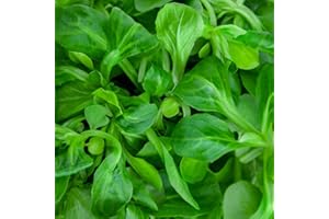 THE SEED SHED Lambs Lettuce Corn Salad Seeds – Nutritious, Cut & Come Again Variety – Easy to Grow – Fresh Tasty Vegetables – for Your Kitchen Garden