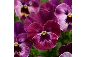 Viola Plug Plants. 'Cool Wave Raspberry'. Pansy. Trailing Winter Bedding Flowers for Hanging Baskets. Medium Plug Plant x 4. Available from Bedwen Plants