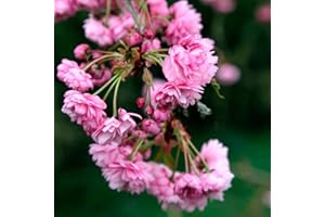 GARDENERSDREAM Prunus 'Kiku-Shidare Zakura' | Cheals Weeping Cherry | Garden Tree | 5-6ft
