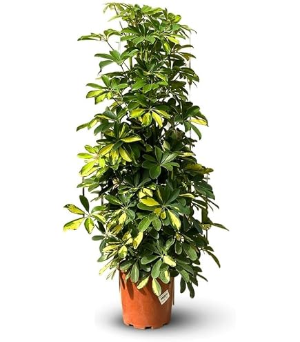 Palmier Kentia (Howea Forsteriana) - Plante D'intérieur Purificatrice D'air - 80-90 Cm - Pot ⌀ 18 Cm