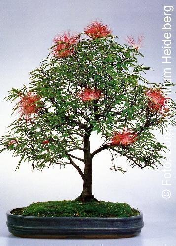 Tropica - Bonsai - Puderquastenstrauch (Calliandra haematocephala) - 10 Samen