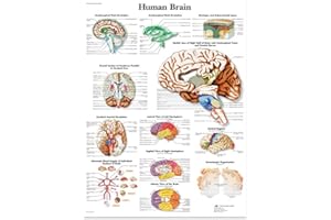 VOVOL Human Brain Anatomy Plan, Medical Poster of Human Brain Anatomy, Systematic Anatomy